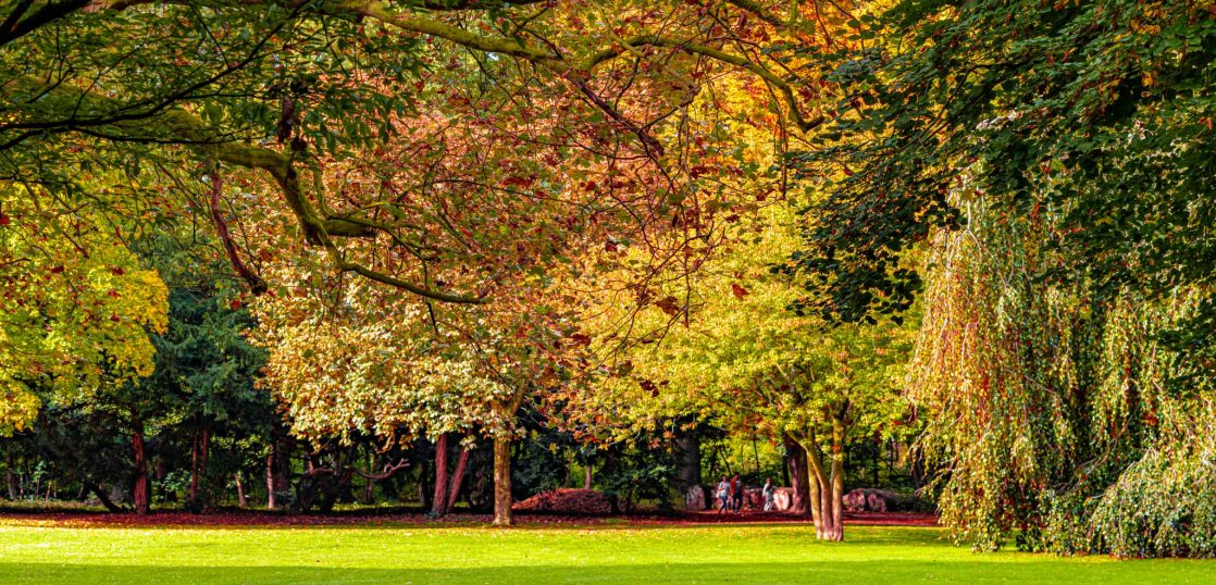 緑化プロジェクト